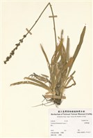 藏品(臺灣藜蘆)的圖片